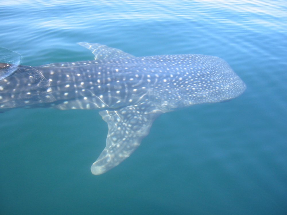 tiburon-ballena